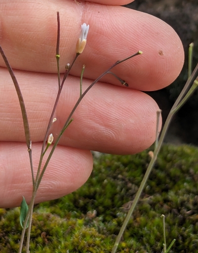Image of Small-Leaf Rockcress (Boechera microphylla) by no rights reserved