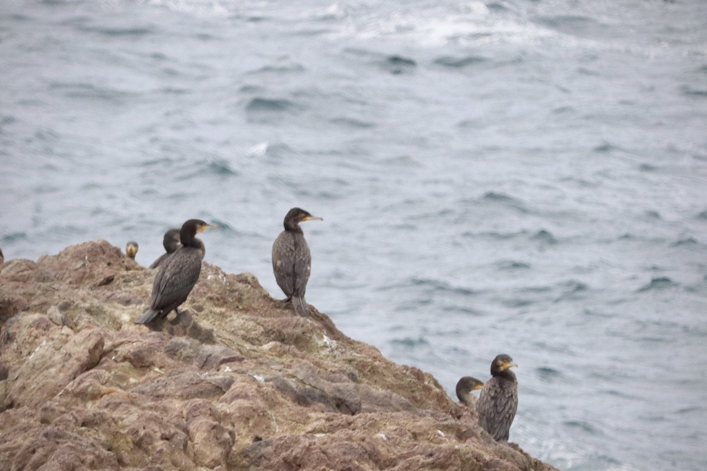 Great Cormorant from Kianinny St, Tathra, NSW, AU on April 4, 2024 at ...