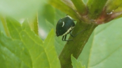 Cosmopepla conspicillaris