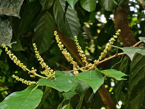 Image of Ochanostachys amentacea by (c) pbsg, some rights reserved (CC BY)
