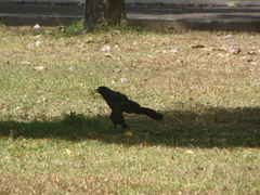 Quiscalus mexicanus