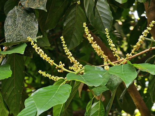 Image of Ochanostachys amentacea by (c) pbsg, some rights reserved (CC BY)