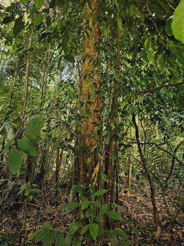 Image of Ochanostachys amentacea by (c) pbsg, some rights reserved (CC BY)