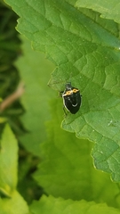 Cosmopepla conspicillaris