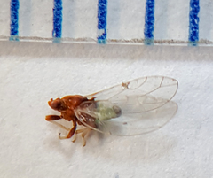 Bactericera antennata