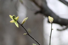 Dirca palustris