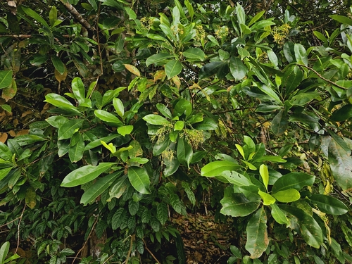Twenty men tree (Ixonanthes icosandra)