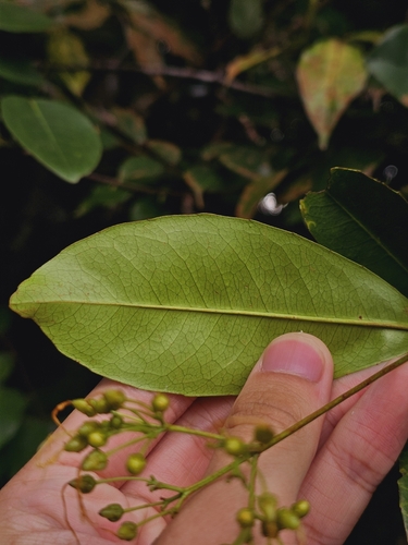 Image of Ixonanthes icosandra by (c) pbsg, some rights reserved (CC BY)
