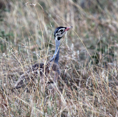 Eupodotis senegalensis