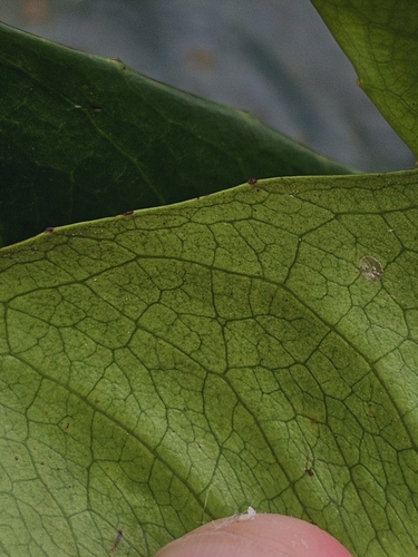Image of Ixonanthes icosandra by (c) pbsg, some rights reserved (CC BY)