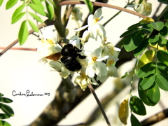 Xylocopa