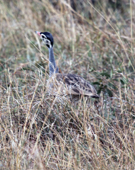 Eupodotis senegalensis