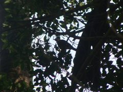Turdus rufopalliatus