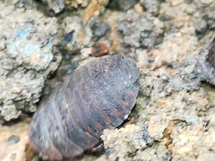 Blaberinae