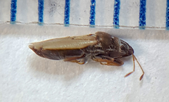 Cymidae