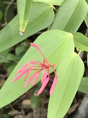 Bauhinia jenningsii