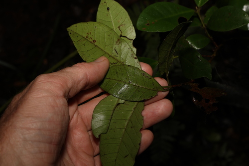 Image of Lenwebbia prominens by (c) Greg Tasney, some rights reserved (CC BY-SA)