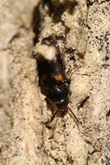 Mycetophagus atomarius