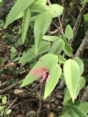 Bauhinia jenningsii