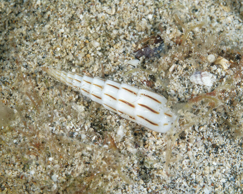 Hastula lanceata observed 2024-04-06