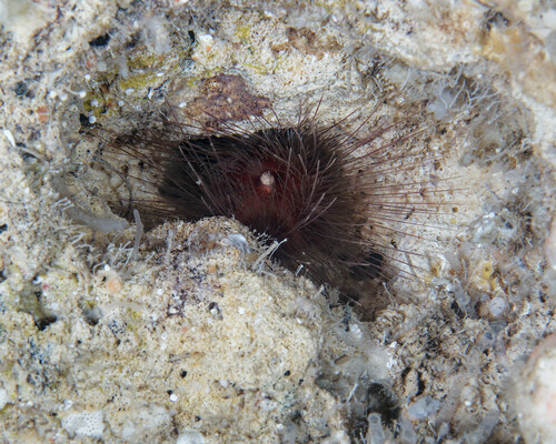 Lissodiadema purpureum, 2024-04-06