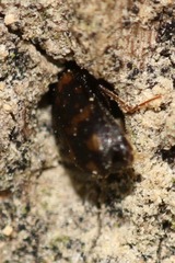 Mycetophagus atomarius