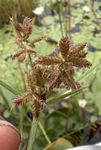 Cyperus nitidus