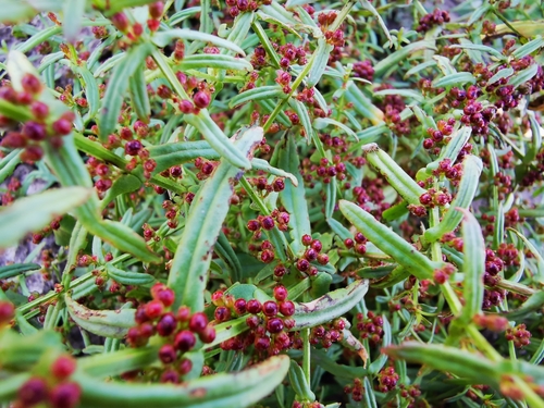 Image of Ammannia multiflora by (c) Margaret Donald, some rights reserved (CC BY)