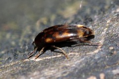Orchesia undulata