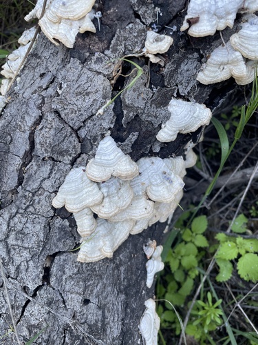 iNaturalist observation photo of hairy curtain crust