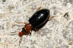 Salpingus ruficollis