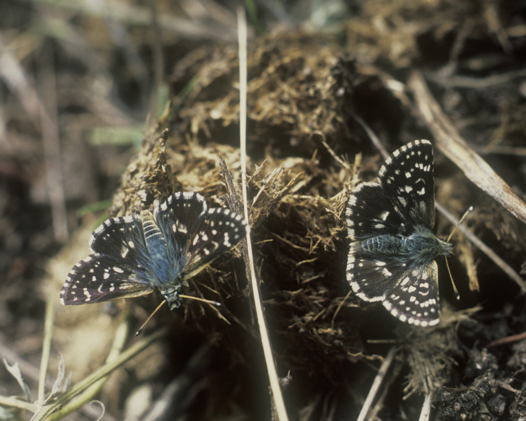 Spialia orbifer