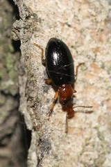 Salpingus ruficollis