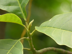 Magnolia espinalii