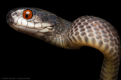Mirkwood Forest Slug Snake photo 2