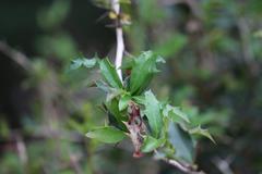 Berberis glaucocarpa