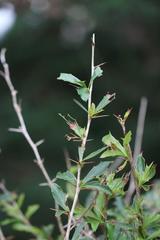 Berberis glaucocarpa