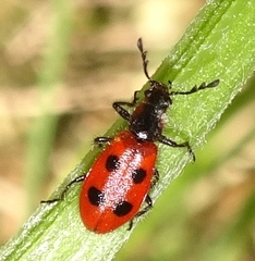 Pelonides quadrinotata