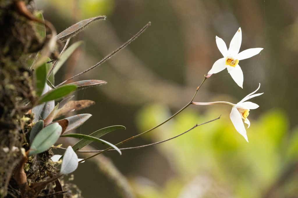 Dendrobium longipes Hook.f. 2
