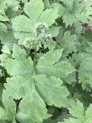 Hydrophyllum tenuipes