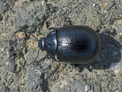 Chrysolina vernalis