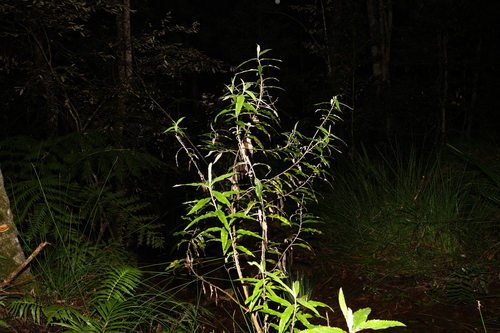 Image of Olearia heterocarpa by (c) Greg Tasney, some rights reserved (CC BY-SA)