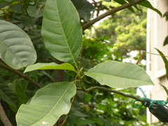 Magnolia espinalii