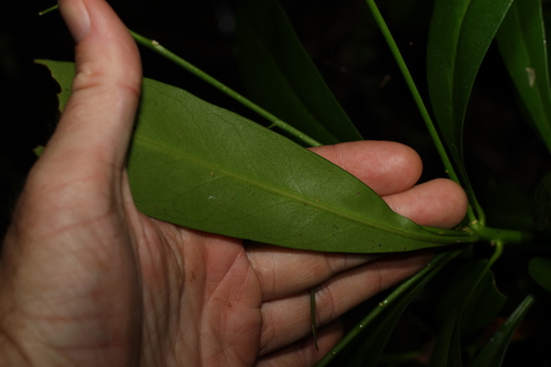 Image of Halfordia kendack by (c) Greg Tasney, some rights reserved (CC BY-SA)