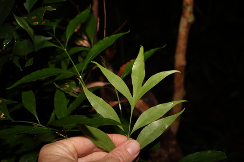 Image of Dorrigo Waratah (Alloxylon pinnatum) by (c) Greg Tasney, some rights reserved (CC BY-SA)