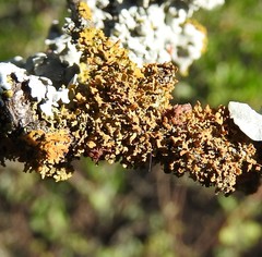 Xanthomendoza galericulata