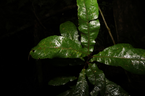 Image of Helicia ferruginea by (c) Greg Tasney, some rights reserved (CC BY-SA)