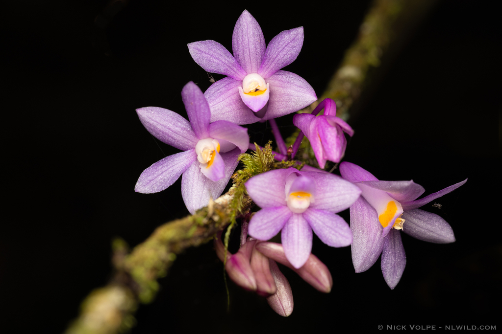 Dendrobium hasseltii (Blume) Lindl.