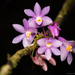 Dendrobium hasseltii - Photo 由 Nick Volpe 所上傳的 (c) Nick Volpe，保留部份權利CC BY-NC