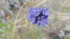 Gilia capitata chamissonis